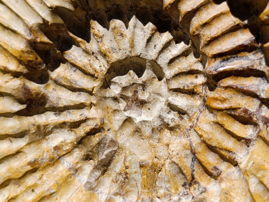 Hand Made XXL Septerye Dragon with Ammonite Sculpture x 1 From Mahajanga, Madagascar