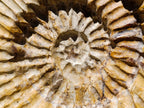 Hand Made XXL Septerye Dragon with Ammonite Sculpture x 1 From Mahajanga, Madagascar