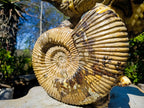 Hand Made XXL Septerye Dragon with Ammonite Sculpture x 1 From Mahajanga, Madagascar