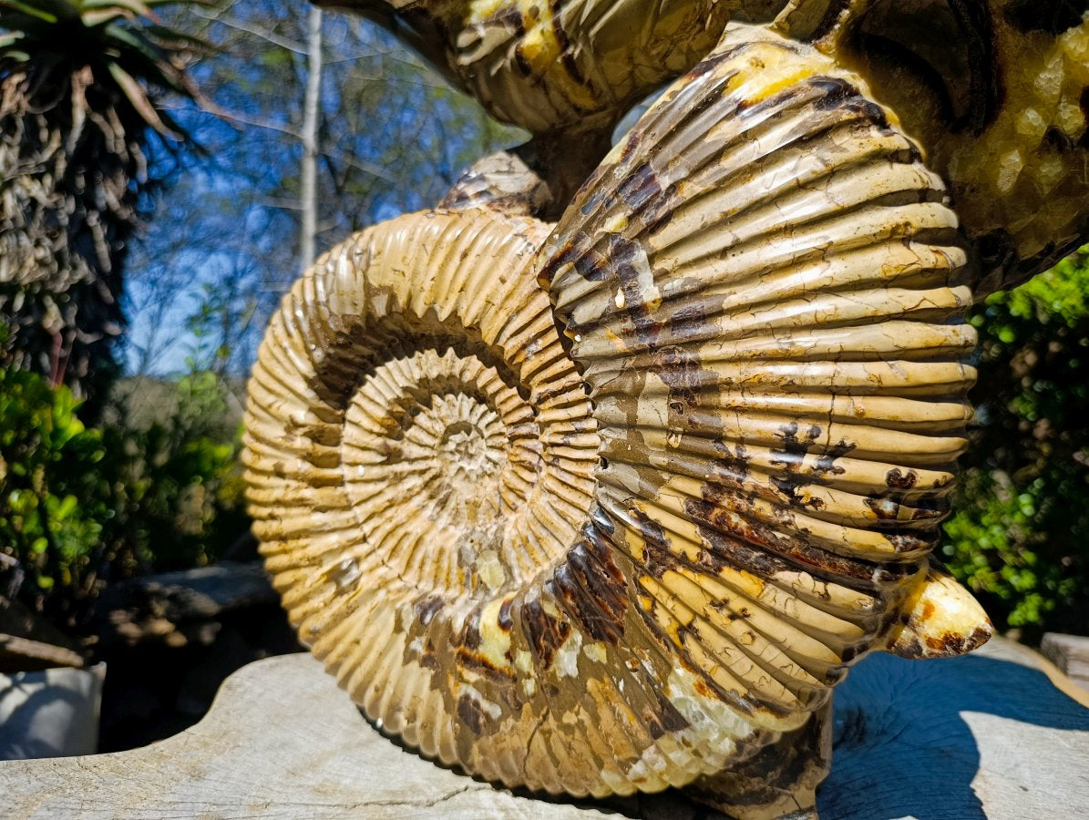 Hand Made XXL Septerye Dragon with Ammonite Sculpture x 1 From Mahajanga, Madagascar