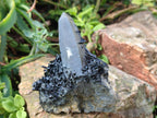 Natural Smokey Quartz and Schorl Black Tourmaline Crystal Cluster x 1 From Erongo, Namibia