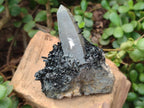 Natural Smokey Quartz and Schorl Black Tourmaline Crystal Cluster x 1 From Erongo, Namibia