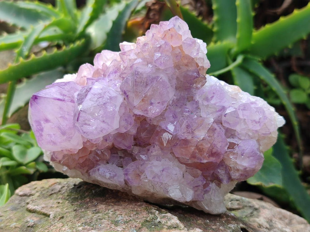 Natural Sunburst Spirit Amethyst Crystal Cluster x 1 From Boekenhouthoek, South Africa