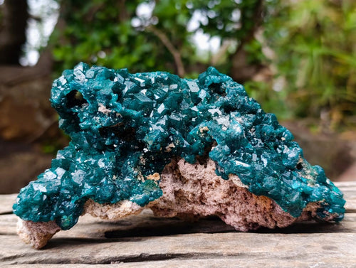 Natural Large Shiny Tiantara Mine Dioptase Cabinet Specimen x 1 From Tiantara, Congo