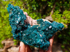 Natural Large Shiny Tiantara Mine Dioptase Cabinet Specimen x 1 From Tiantara, Congo