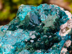 Natural Classic Mashamba East Cabinet Dioptase Specimen x 1 From Mashamba East, Congo