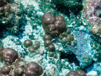 Natural Botryoidal and Fibrous Malachite Specimen with Goethite and Chrysocolla x 1 From Kolwezi, Congo
