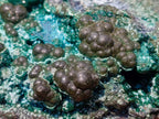 Natural Botryoidal and Fibrous Malachite Specimen with Goethite and Chrysocolla x 1 From Kolwezi, Congo