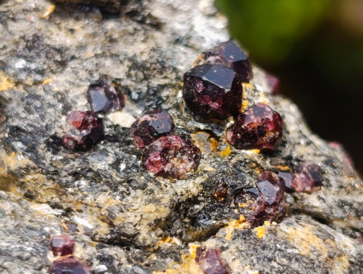 Natural Red Pyrope Garnet Crystals in a Biotite Mica Schist x 1 From Vumba, Mozambique