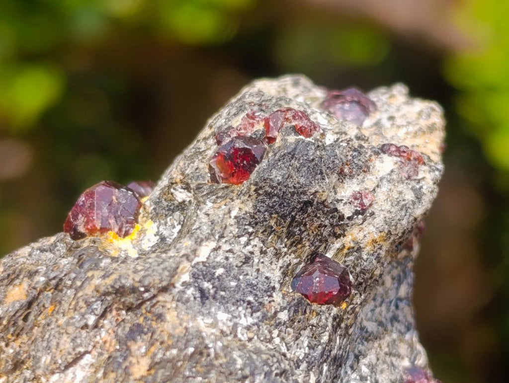 Natural Red Pyrope Garnet Crystals in a Biotite Mica Schist x 1 From Vumba, Mozambique
