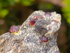 Natural Red Pyrope Garnet Crystals in a Biotite Mica Schist x 1 From Vumba, Mozambique