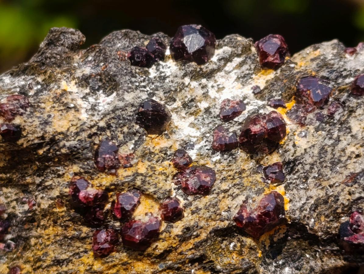 Natural Red Pyrope Garnet Crystals in a Biotite Mica Schist x 1 From Vumba, Mozambique