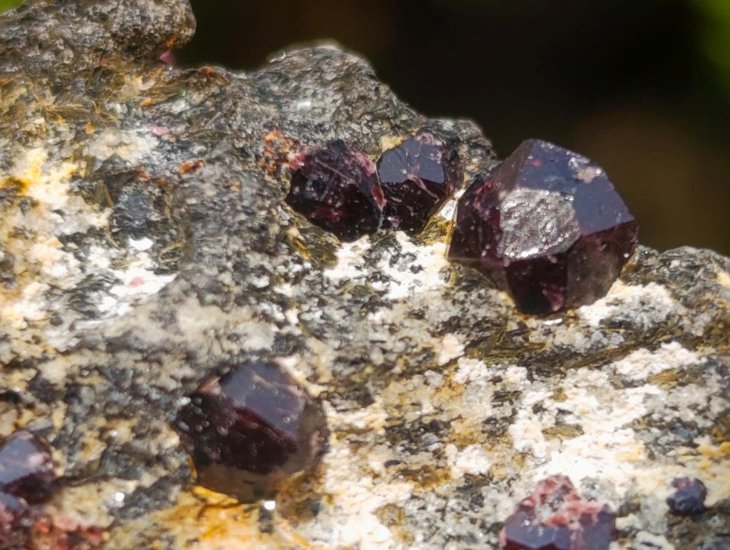 Natural Red Pyrope Garnet Crystals in a Biotite Mica Schist x 1 From Vumba, Mozambique