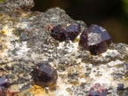 Natural Red Pyrope Garnet Crystals in a Biotite Mica Schist x 1 From Vumba, Mozambique