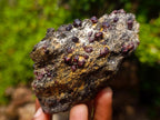 Natural Red Pyrope Garnet Crystals in a Biotite Mica Schist x 1 From Vumba, Mozambique