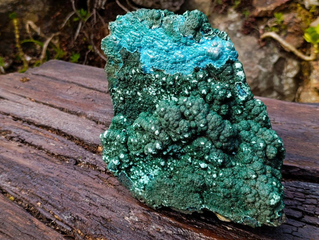 Natural Exquisite Extra Large Crystalline Botryoidal Malachite with Botryoidal Chrysocolla x 1 From Kulukuluku, Congo