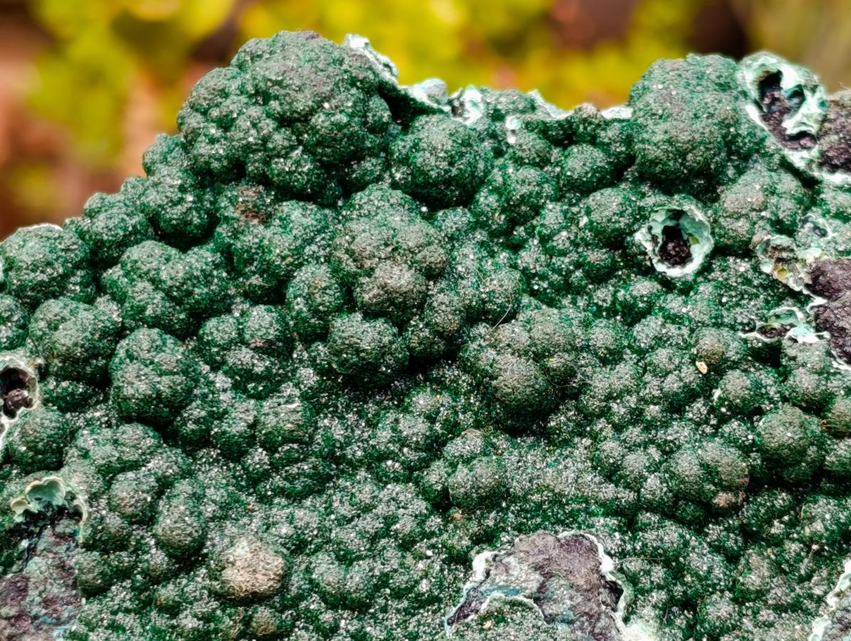 Natural Exquisite Extra Large Crystalline Botryoidal Malachite with Botryoidal Chrysocolla x 1 From Kulukuluku, Congo