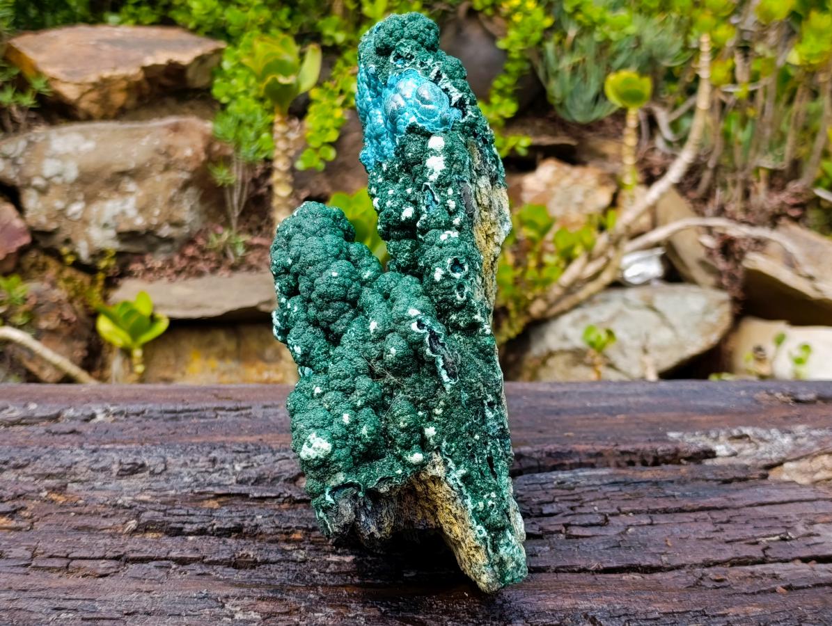 Natural Exquisite Extra Large Crystalline Botryoidal Malachite with Botryoidal Chrysocolla x 1 From Kulukuluku, Congo