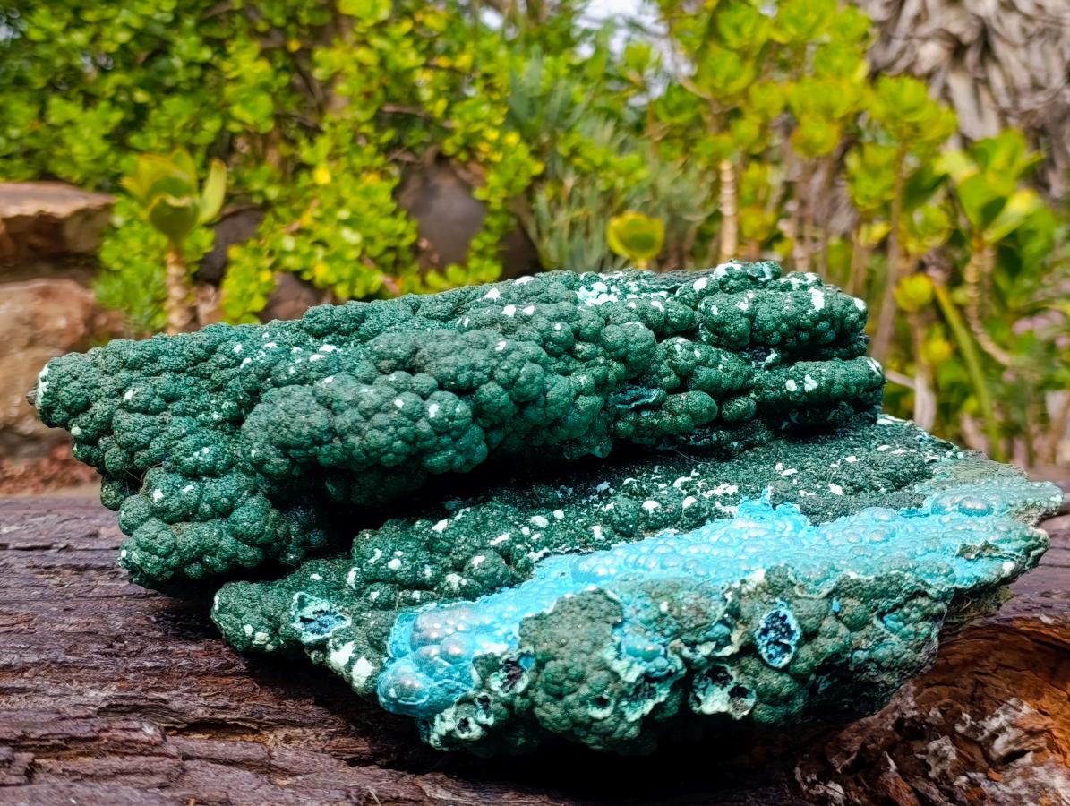 Natural Exquisite Extra Large Crystalline Botryoidal Malachite with Botryoidal Chrysocolla x 1 From Kulukuluku, Congo