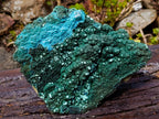 Natural Exquisite Extra Large Crystalline Botryoidal Malachite with Botryoidal Chrysocolla x 1 From Kulukuluku, Congo