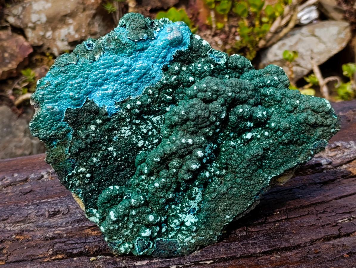 Natural Exquisite Extra Large Crystalline Botryoidal Malachite with Botryoidal Chrysocolla x 1 From Kulukuluku, Congo
