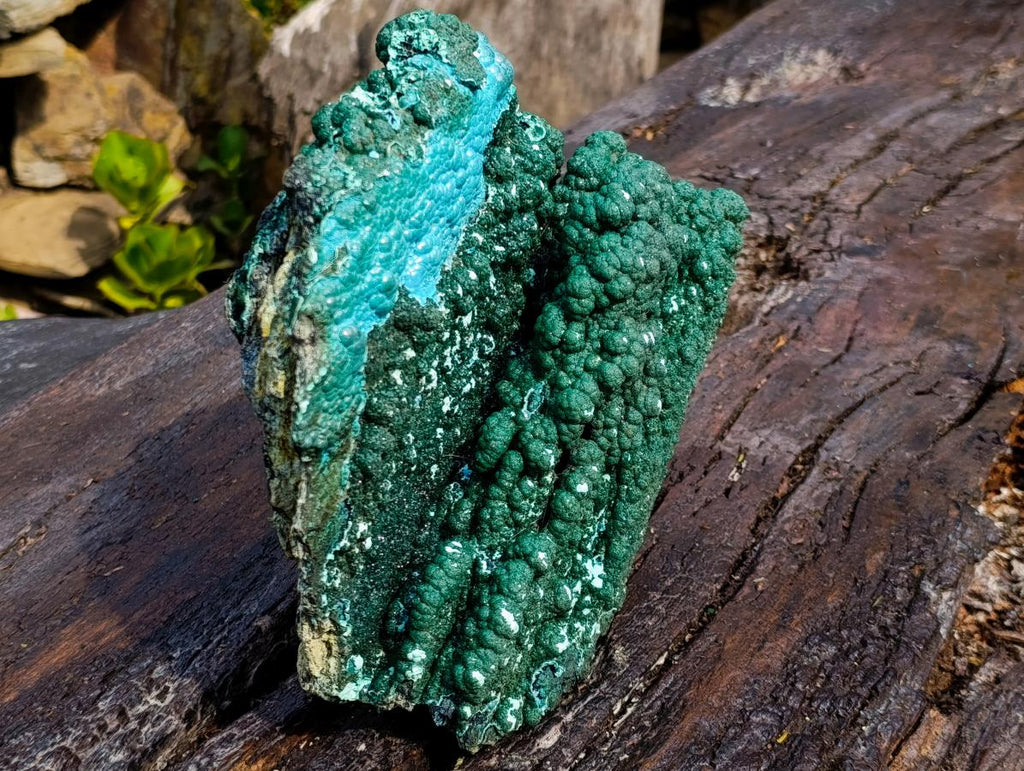 Natural Exquisite Extra Large Crystalline Botryoidal Malachite with Botryoidal Chrysocolla x 1 From Kulukuluku, Congo
