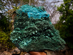 Natural Exquisite Extra Large Crystalline Botryoidal Malachite with Botryoidal Chrysocolla x 1 From Kulukuluku, Congo