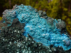 Natural Exquisite Extra Large Crystalline Botryoidal Malachite with Botryoidal Chrysocolla x 1 From Kulukuluku, Congo