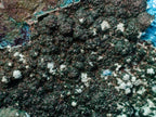 Natural Exquisite Extra Large Crystalline Botryoidal Malachite with Botryoidal Chrysocolla x 1 From Kulukuluku, Congo
