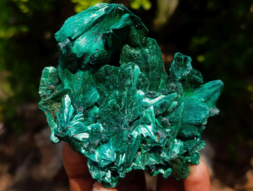 Natural Superb Silky Malachite Chatoyant Crystal Flower Specimen x 1 From Kasompe, Congo