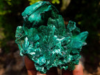 Natural Superb Silky Malachite Chatoyant Crystal Flower Specimen x 1 From Kasompe, Congo