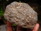 Natural Rare Hot Pink Ruby Crystals in a Zoisite and Biotite Mica Schist x 1 From Mozambique
