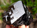Natural Shiny Black Schorl Mercedes Star Terminated Crystal x 1 From Erongo, Namibia