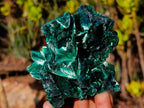 Natural Silky Malachite Fan and Rosette Crystalline Cabinet Sized Specimen x 1 From Kasompe, Congo