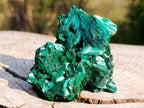 Natural Silky Malachite Fan and Rosette Crystalline Cabinet Sized Specimen x 1 From Kasompe, Congo