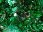 Natural Silky Malachite Fan and Rosette Crystalline Cabinet Sized Specimen x 1 From Kasompe, Congo