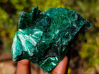 Natural Silky Malachite Fan and Rosette Crystalline Cabinet Sized Specimen x 1 From Kasompe, Congo
