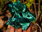 Natural Silky Malachite Fan and Rosette Crystalline Cabinet Sized Specimen x 1 From Kasompe, Congo