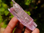 Natural Beautiful Pink Gemmy Kunzite Crystal x 1 From Afghanistan
