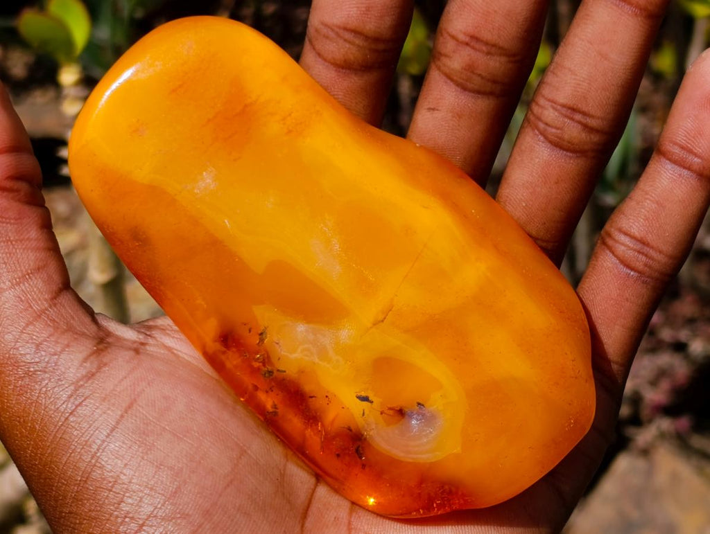 Polished Large Fossil Amber Specimen with Plant Inclusions x 1 From Poland