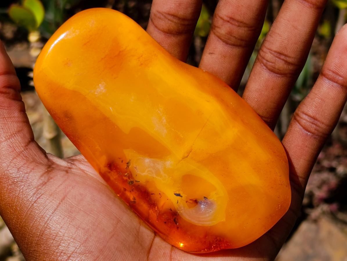 Polished Large Fossil Amber Specimen with Plant Inclusions x 1 From Poland
