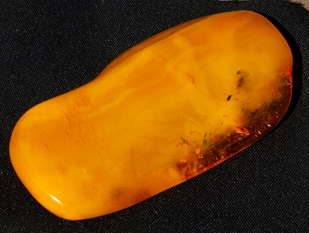 Polished Large Fossil Amber Specimen with Plant Inclusions x 1 From Poland