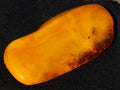 Polished Large Fossil Amber Specimen with Plant Inclusions x 1 From Poland
