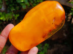 Polished Large Fossil Amber Specimen with Plant Inclusions x 1 From Poland