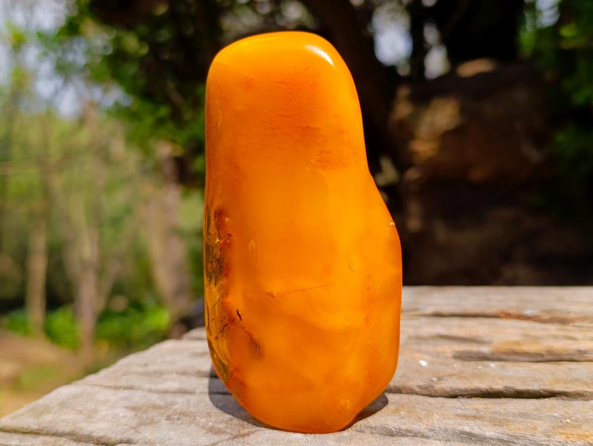 Polished Large Fossil Amber Specimen with Plant Inclusions x 1 From Poland