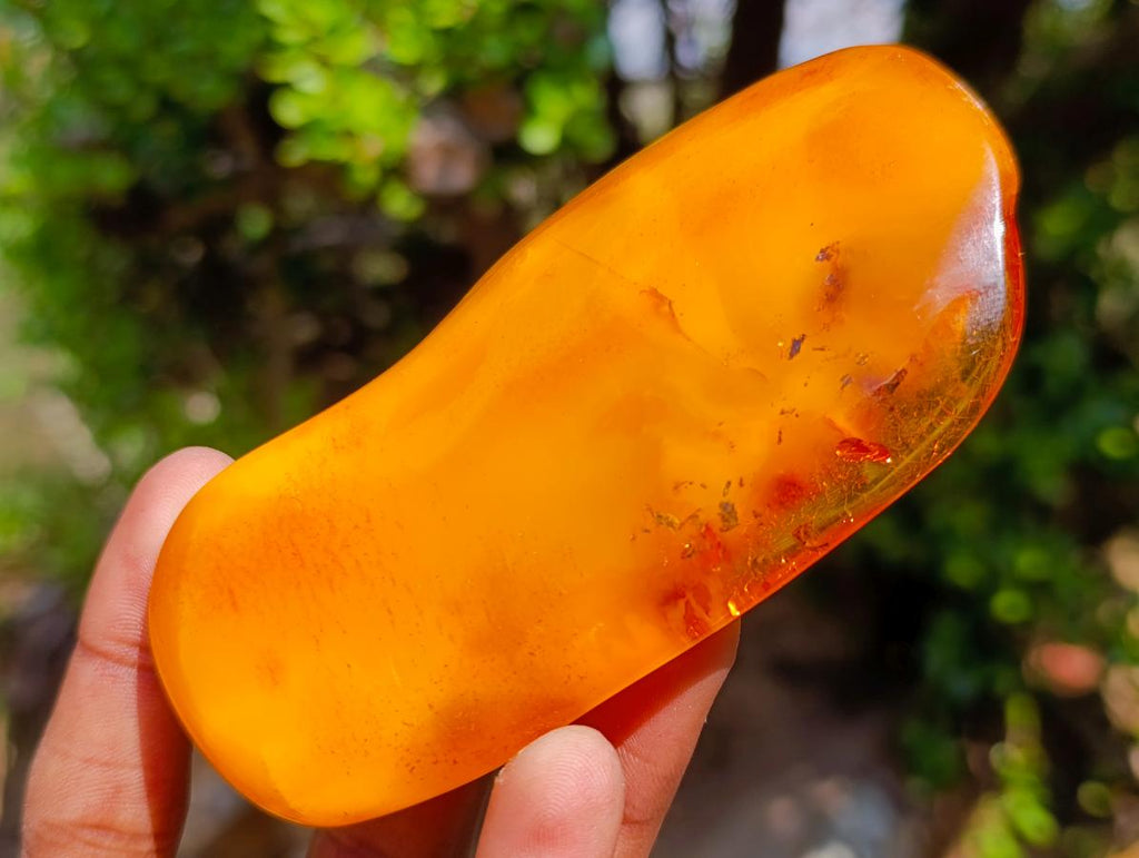 Polished Large Fossil Amber Specimen with Plant Inclusions x 1 From Poland