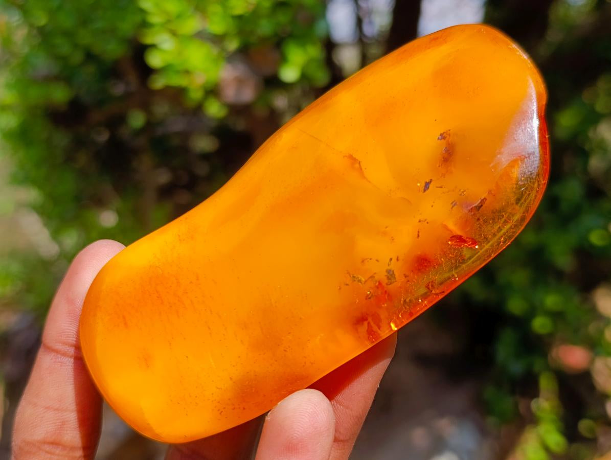 Polished Large Fossil Amber Specimen with Plant Inclusions x 1 From Poland