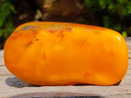 Polished Large Fossil Amber Specimen with Plant Inclusions x 1 From Poland