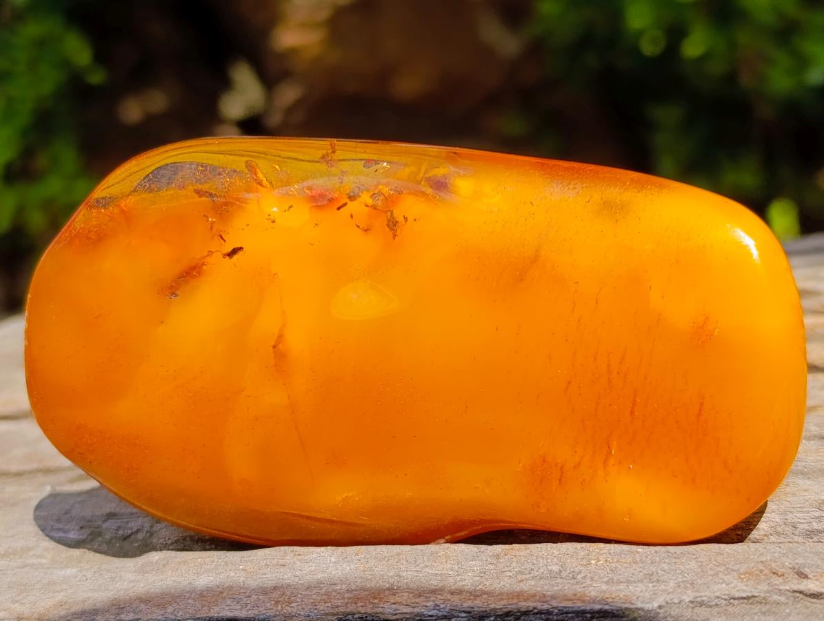 Polished Large Fossil Amber Specimen with Plant Inclusions x 1 From Poland