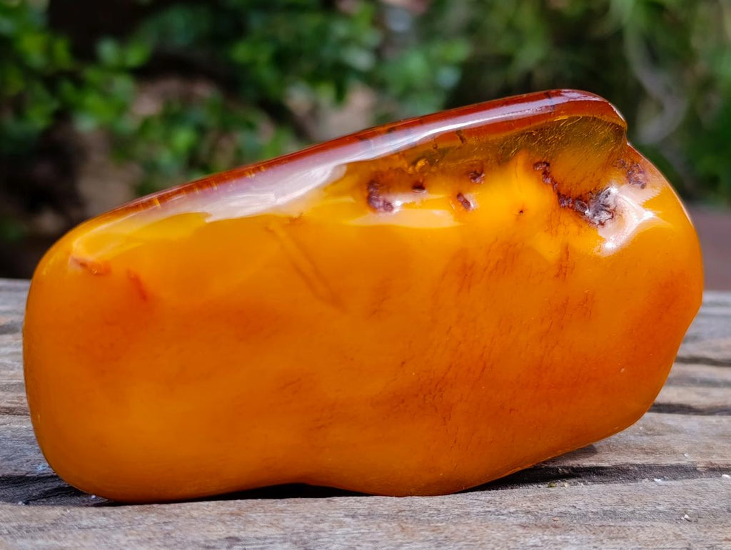 Polished Large Fossil Amber Specimen with Plant Inclusions x 1 From Poland